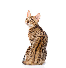 Bengal cat looks back. isolated on white background