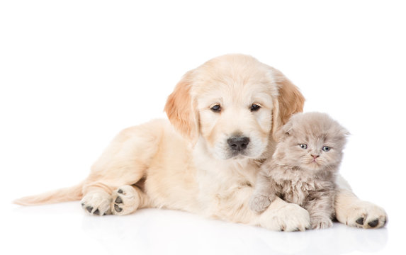 Golden retriever puppy and tiny kitten together. isolated on white background