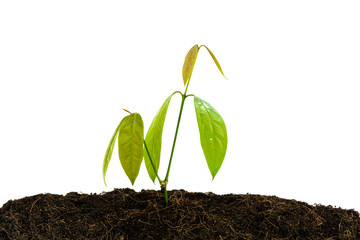 soil and tree isolate on white background