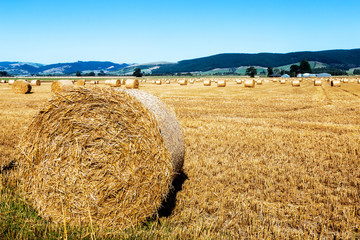 golden wheat field in summer sunny day