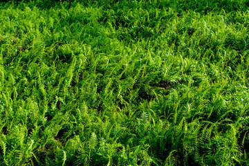 fern leaf pattern nature