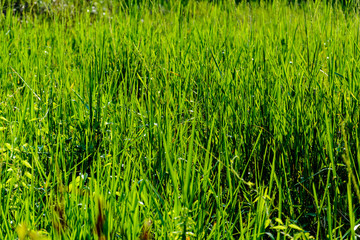grass pattern nature