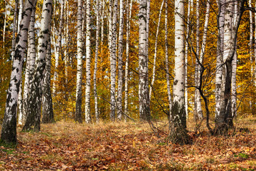 autumn