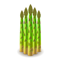 Fresh asparagus isolated on white vector