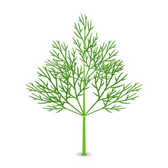 Fresh dill isolated on white vector