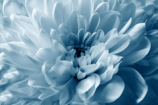 Fototapeta Chrysanthemum flower, close up, blue toning