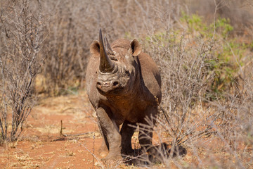 Fototapeta premium Black Rhinoceros