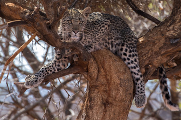 Fototapeta na wymiar Leopard Female cub in a tree