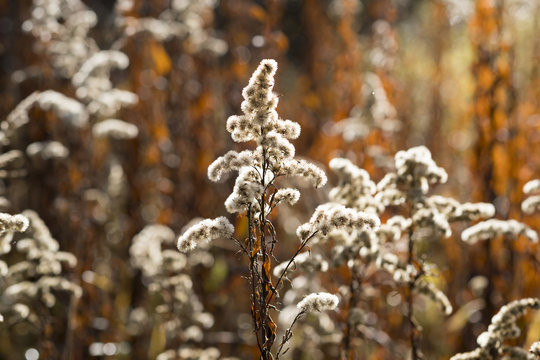 Germany, Bavaria, Isar floodplains, seed of Canadian goldenrod