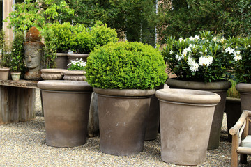 buxus in pot