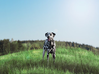 Active cute dalmatian staying on green meadow.