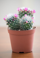 Mammillaria cactus in pot on the table