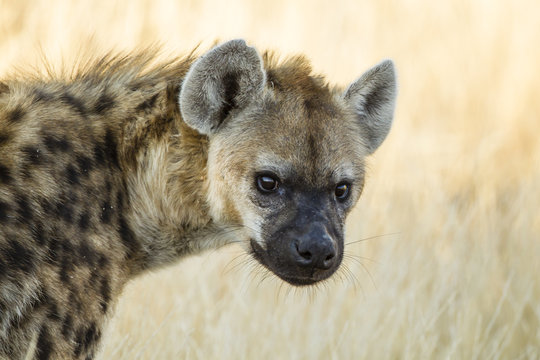 Botswana, Tuli Block, portrait of spotted hyena