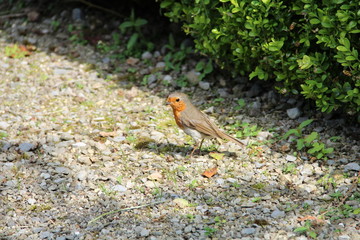 Robin on a gravel path next to a tree bush