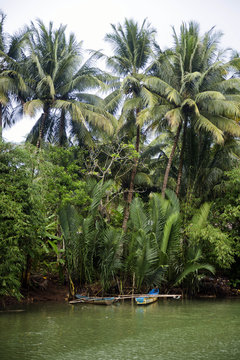 Indonesia, Java, tropical vegetation at riverside