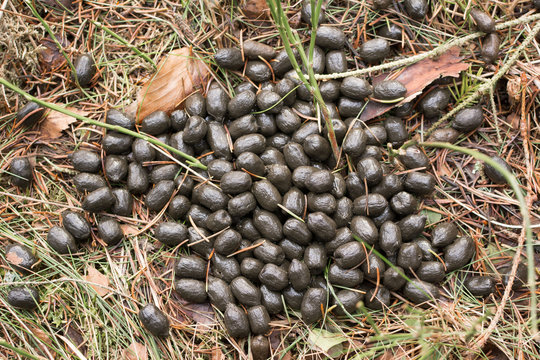 Fototapeta Fresh droppings of european roe deer (capreolus capreolus) in the woods.