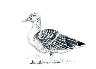 Hand drawn goose