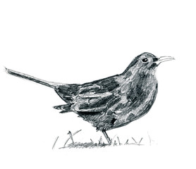 Pencil drawing blackbird