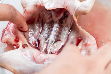 Frog anatomy for Education.