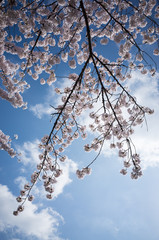 桜