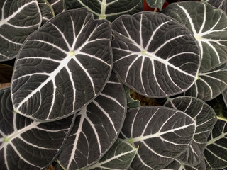 Big round blackish green leaves of Alocasia plant