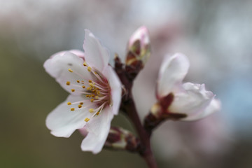 Rama de almendro en flor