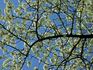 Kirschblüten am Baum