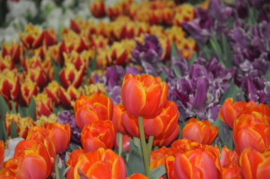 Pr&auml;chtige Ostertulpen zu Ostern