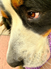 Bernese Mountain Dog.