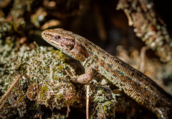 Common lizard, Zootoca vivipara in natural habitat