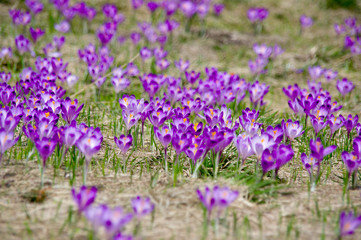 Fototapeta premium Spring crocuses on a mountain meadow