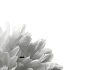 Chrysanthemum on a white background