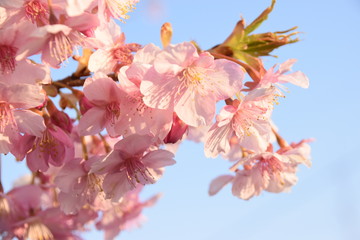 Cherry blossom