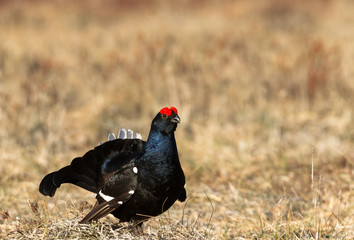 Black grouse - Tetrao tetrix - lek in Norway