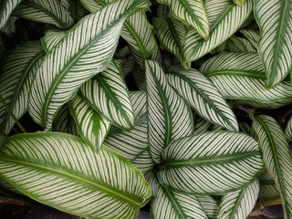 Naklejka na ściany i meble Glossy green leaves with white stripes of Calathea Majestica Albolineata