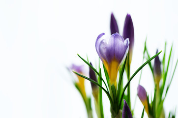 Beautiful purple violet crocuses in pot on white background with copyspace. Spring concept. Free space for your text.