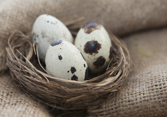 Obraz premium nid d œufs de caille