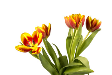 Fototapeta na wymiar red yellow Tulip on a white background.
