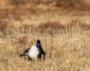 Black grouse - Tetrao tetrix - lek in Norway