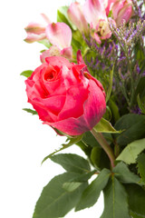 beautiful rose flowers on white background
