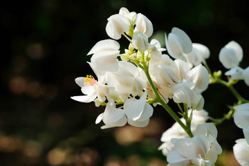 White mexican coral vine; Confederate vine; Coral vine; Mexican creeper; Queen's jewels; Queen's wreath Corallita, Hearts on a Chain, Honolulu Creeper Mountan, flower on dark background, closeup