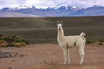 Acrylic prints Lama White Lama in Altiplano landscape, mountain range background, Reserva Nacional Salinas - Aguada Blancas near Arequipa, Peru