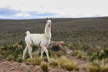 White Lama in Altiplano landscape, Reserva Nacional Salinas - Aguada Blancas near Arequipa, Peru © Uwe Bergwitz