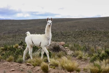 Foto op Plexiglas Lama Witte Lama in Altiplano-landschap, Reserva Nacional Salinas - Aguada Blancas dichtbij Arequipa, Peru