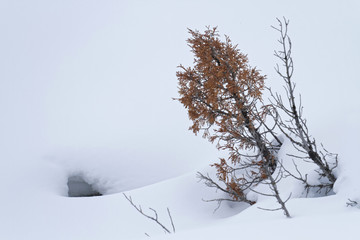 Small tree through the snow at lower terraces of Mammoth Hot Springs during winter, Yellowstone National Park