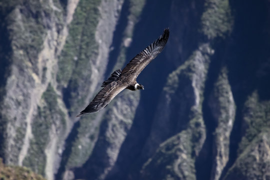 Majestic Condor andino gliding over the deep Colca Canyon at Cruz del Condor, Peru