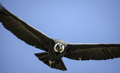 Close up of a majestic Condor andino against blue sky at Cruz del Condor , Colca Canyon, Peru