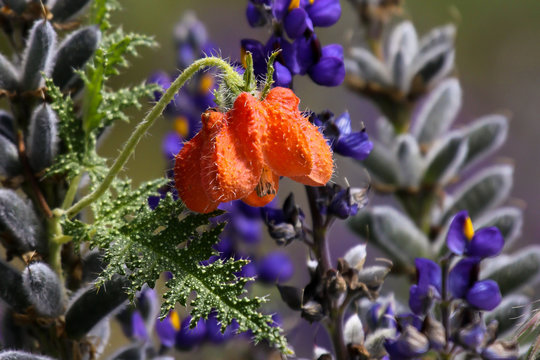 Orange blossom with Andean lupins in the background, Colca Canyon, Peru