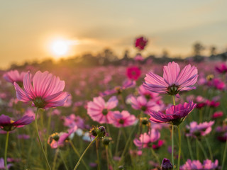 Obraz premium Pink and Red Cosmos flower field in the morning sunrise.Soft focus and blurred for background