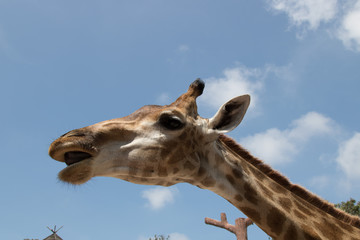 Fototapeta premium Close up portrait of a giraffe